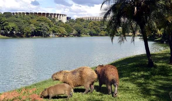 Capivara